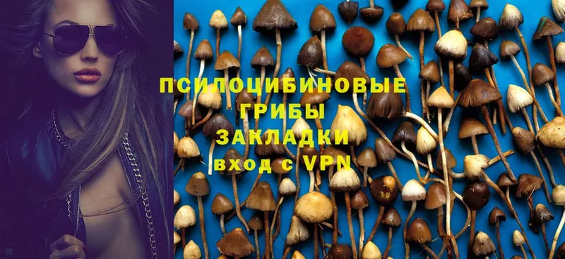 Псилоцибиновые грибы Psilocybe  OMG рабочий сайт  Приволжск 